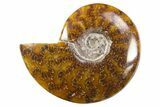 Polished Cretaceous Ammonite (Cleoniceras) Fossil - Madagascar #305907-1